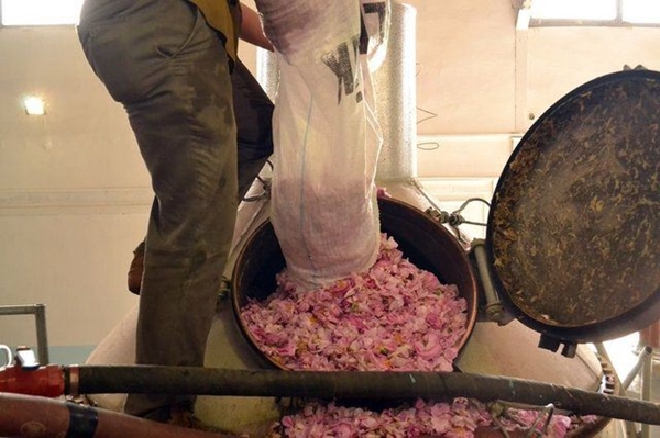 Foto - Gül yağının fiyatı dudak uçuklatıyor!