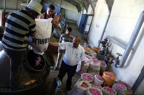 Foto - Gül yağının fiyatı dudak uçuklatıyor!
