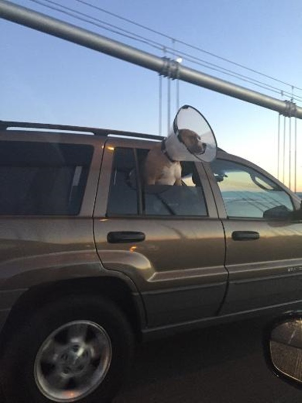 Foto - Güler misin ağlar mısın...