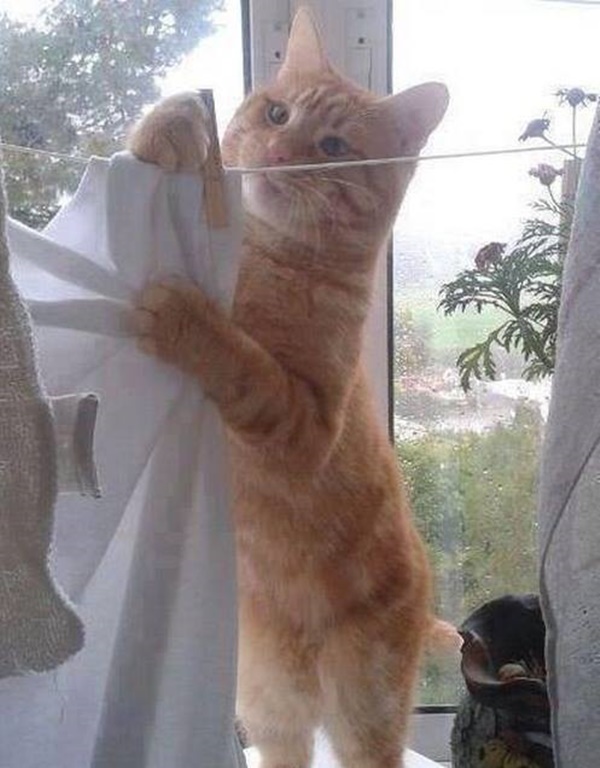 Foto - Güler misin ağlar mısın...