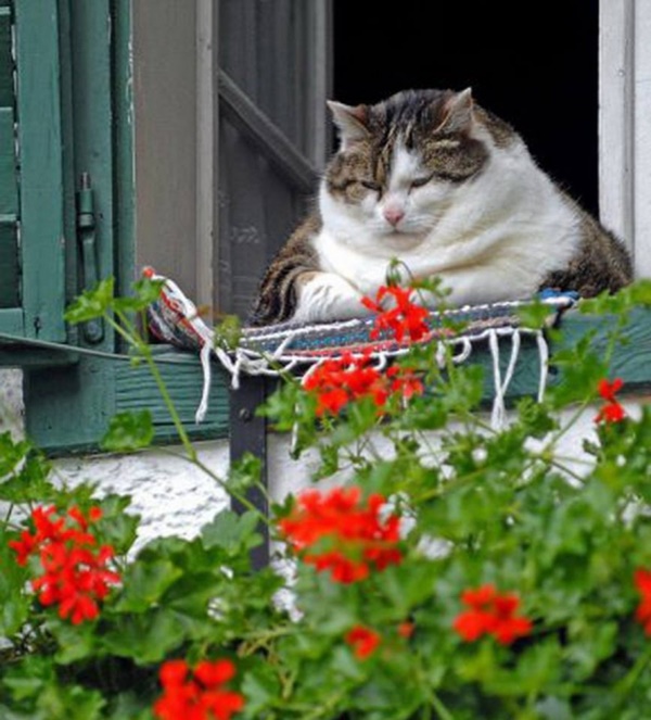 Foto - Güler misin ağlar mısın...