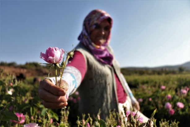 Foto - Gülün anavatanında erken hasat