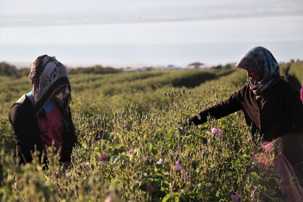 Foto - Gülün anavatanında erken hasat