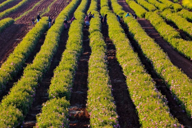 Foto - Gülün anavatanında erken hasat