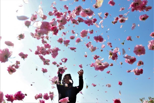 Foto - Gülün anavatanında erken hasat