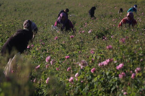 Foto - Gülün anavatanında erken hasat