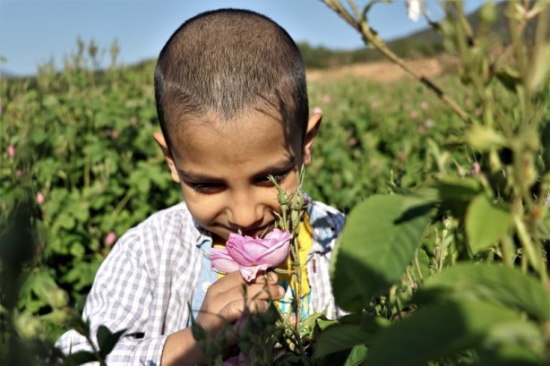 Foto - Gülün anavatanında erken hasat