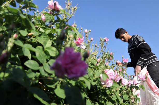 Gülün anavatanında erken hasat