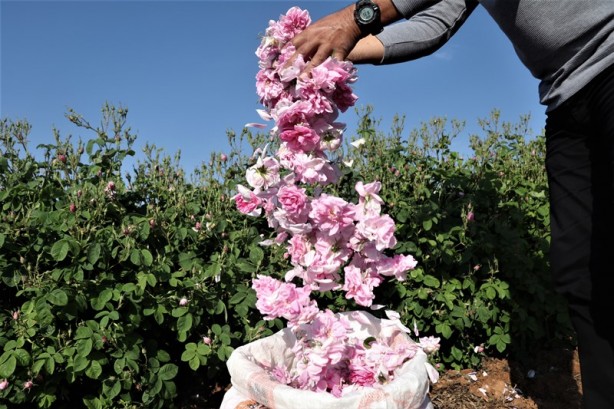 Foto - Gülün anavatanında erken hasat