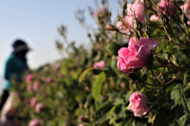 Foto - Gülün anavatanında erken hasat