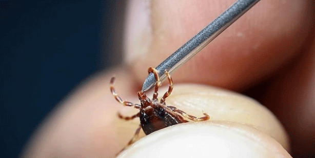 Gümüşhane, Tokat, Çorum, Zonguldak, Sivas, Yozgat ve Karabük’te yaşayanlar dikkat! Ölümlere neden oluyor