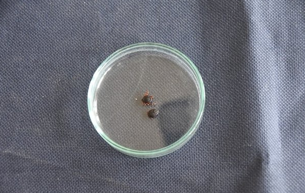 Foto - Gümüşhane, Tokat, Çorum, Zonguldak, Sivas, Yozgat ve Karabük’te yaşayanlar dikkat! Ölümlere neden oluyor