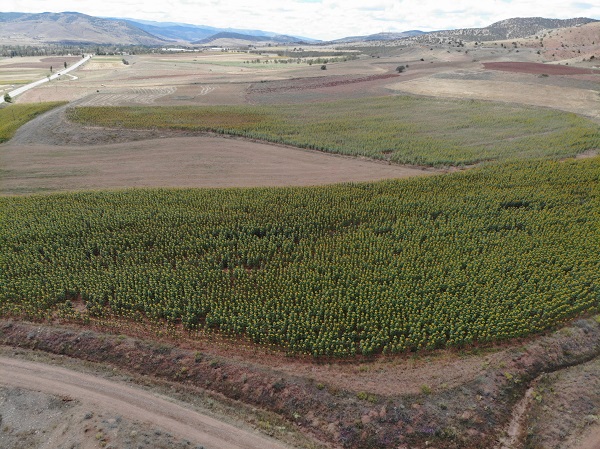 Foto - Gümüşhane'de ilk kez ekimi yapıldı! 