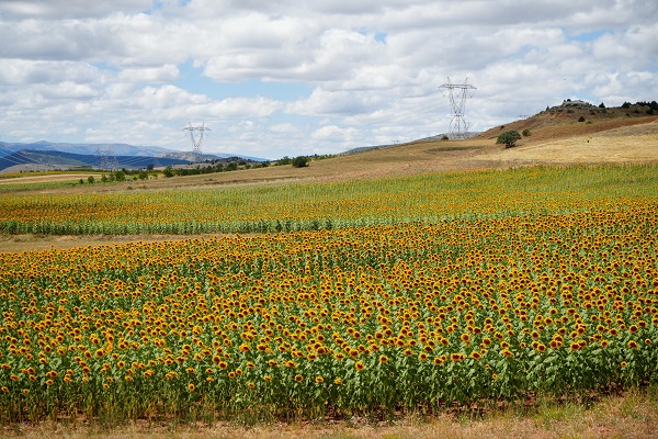 Foto - Gümüşhane'de ilk kez ekimi yapıldı! 