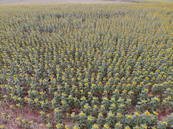 Gümüşhane'de ilk kez ekimi yapıldı! 