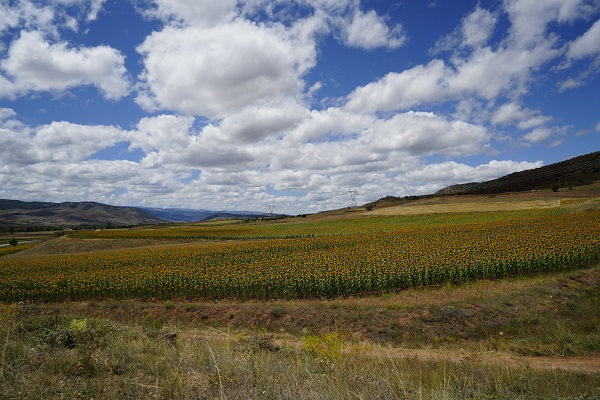 Foto - Gümüşhane'de ilk kez ekimi yapıldı! 