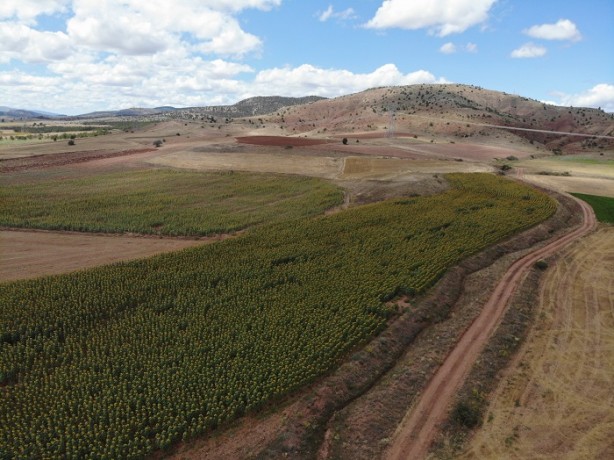 Foto - Gümüşhane'de ilk kez ekimi yapıldı! 