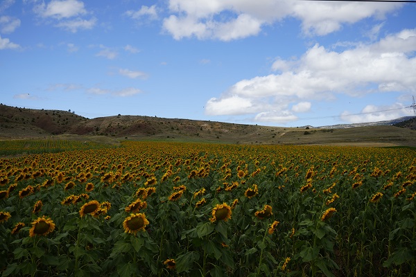 Foto - Gümüşhane'de ilk kez ekimi yapıldı! 