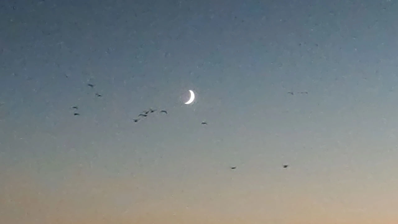 Foto - Gün batımında görsel şölen! Van Gölü’nde kuşların göç dansı büyüledi