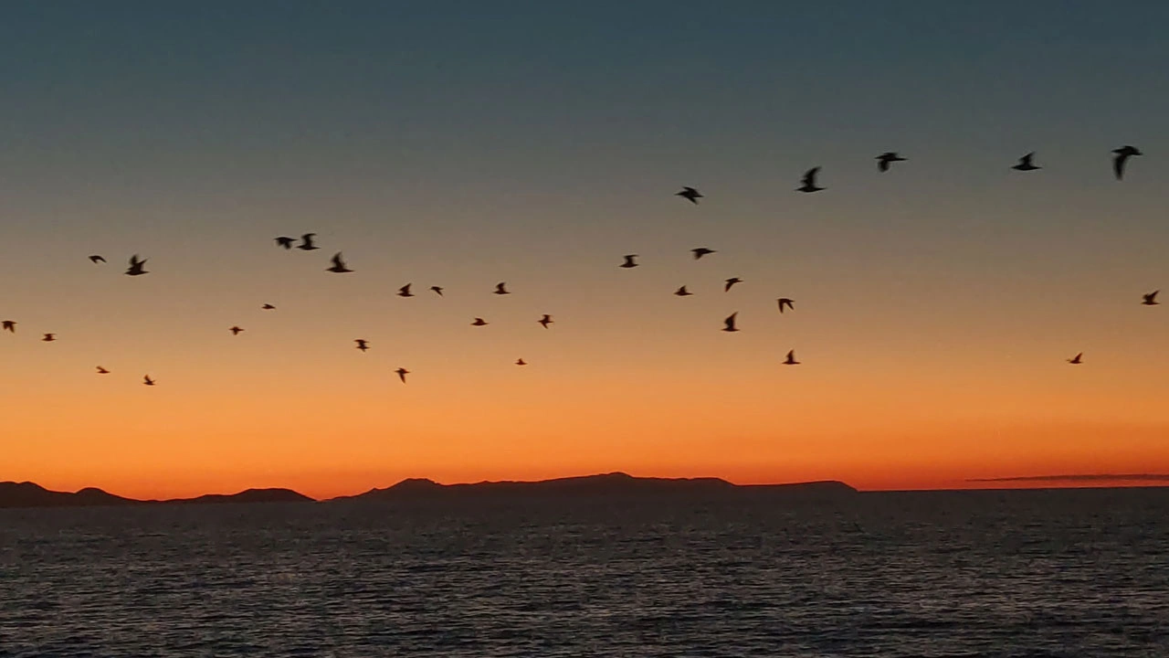 Gün batımında görsel şölen! Van Gölü’nde kuşların göç dansı büyüledi