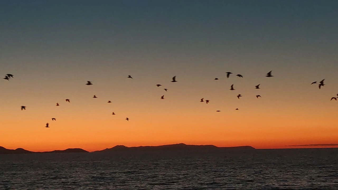 Foto - Gün batımında görsel şölen! Van Gölü’nde kuşların göç dansı büyüledi