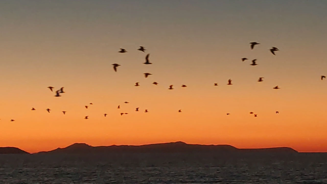 Foto - Gün batımında görsel şölen! Van Gölü’nde kuşların göç dansı büyüledi