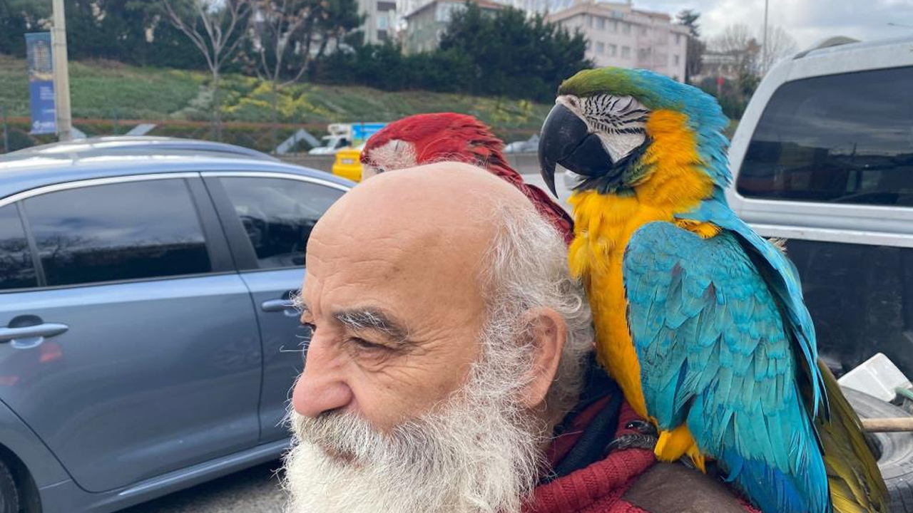 Foto - Gün boyu şehri geziyor! İstanbul'un 'papağan amcası' ilgi odağı oldu