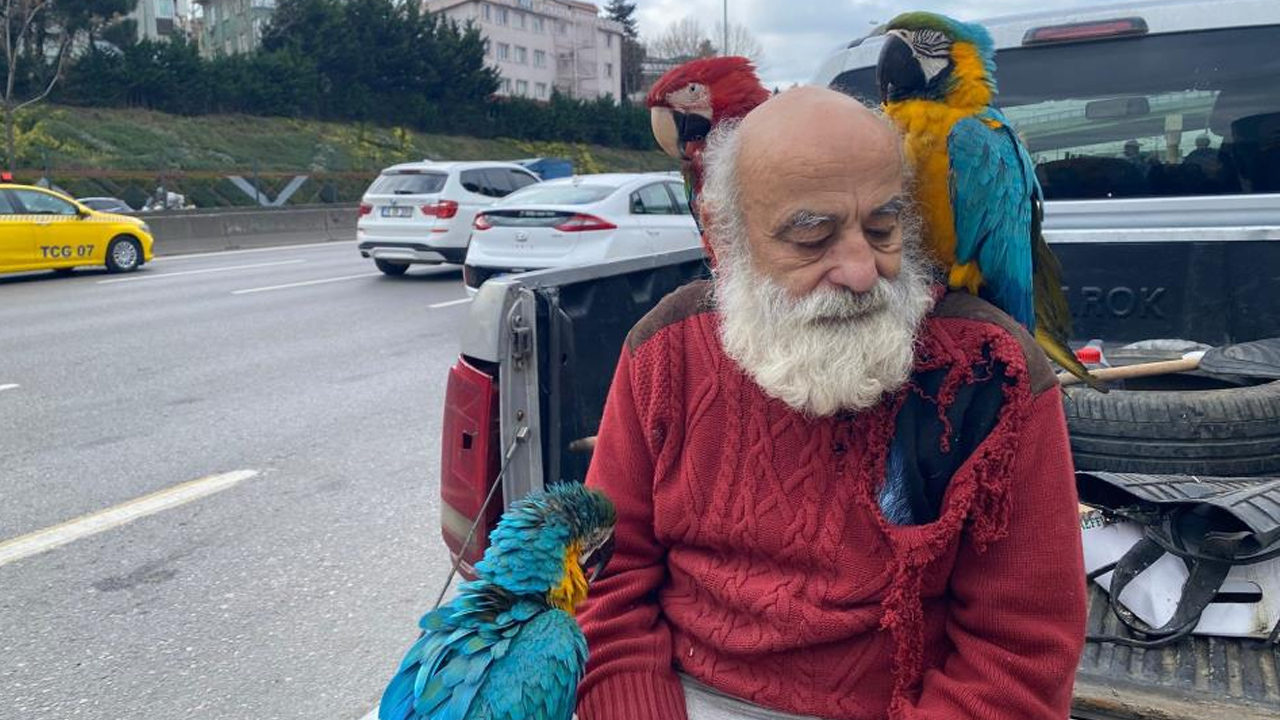 Foto - Gün boyu şehri geziyor! İstanbul'un 'papağan amcası' ilgi odağı oldu