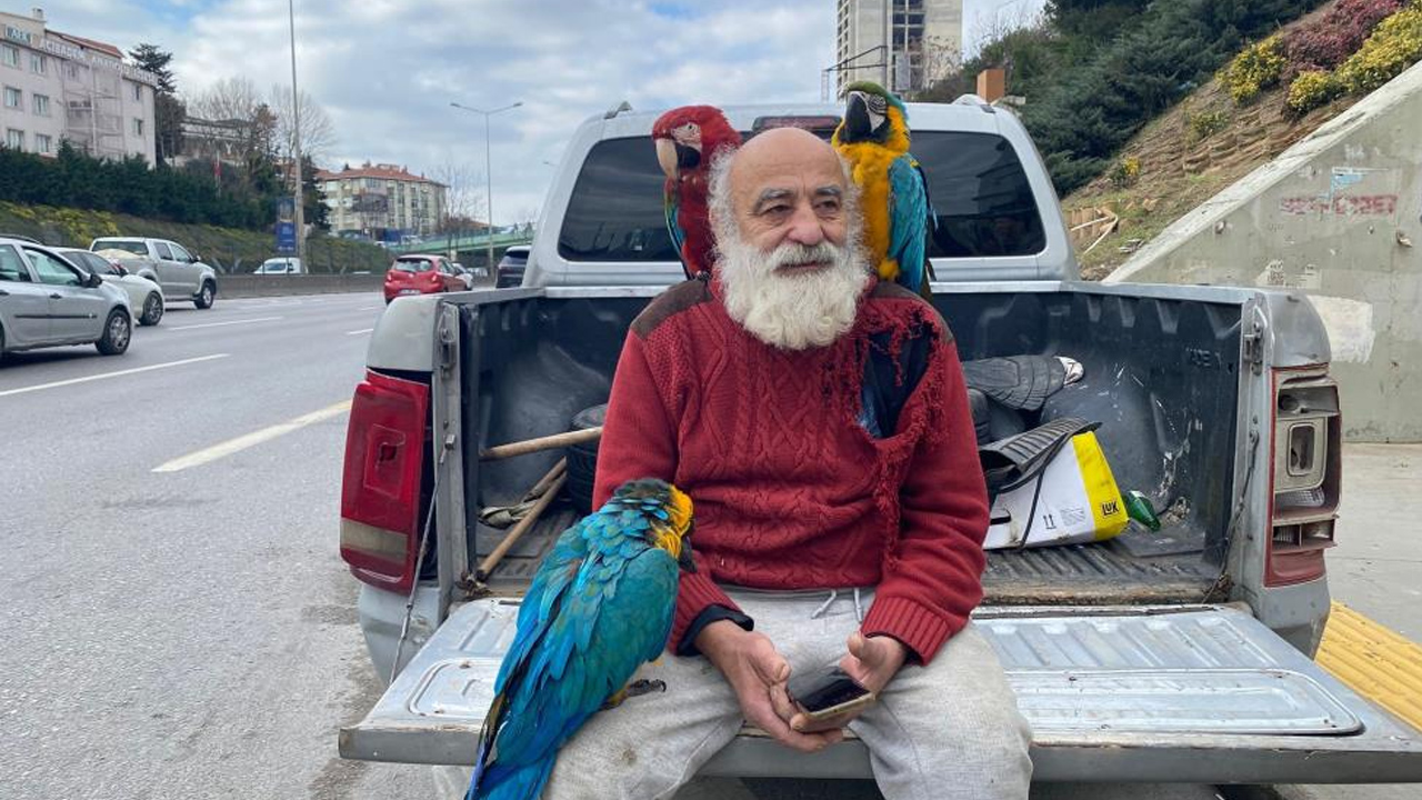 Gün boyu şehri geziyor! İstanbul'un 'papağan amcası' ilgi odağı oldu