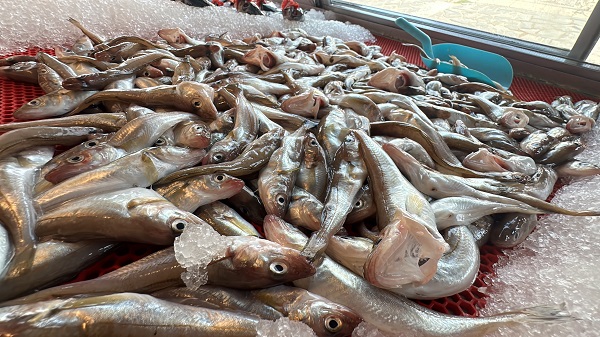 Foto - Av sezonu başladı! İşte balık fiyatları