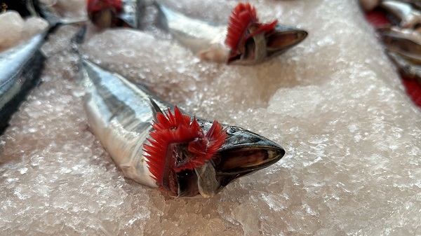 Foto - Av sezonu başladı! İşte balık fiyatları