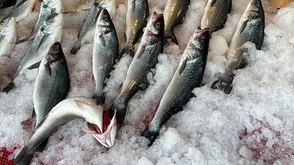 Foto - Av sezonu başladı! İşte balık fiyatları