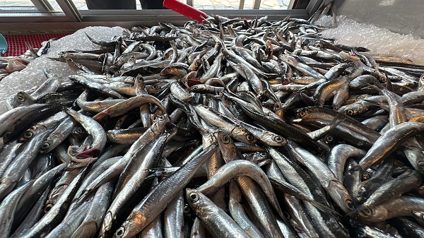 Foto - Av sezonu başladı! İşte balık fiyatları