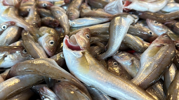 Foto - Av sezonu başladı! İşte balık fiyatları