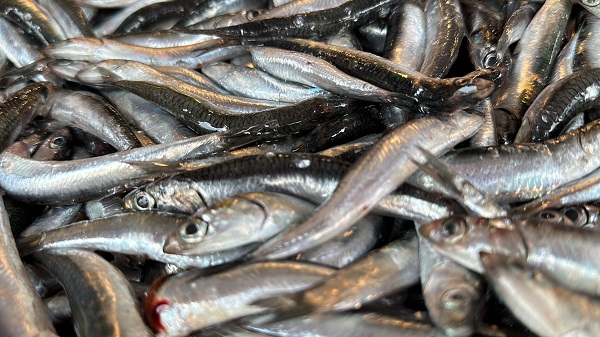 Foto - Av sezonu başladı! İşte balık fiyatları