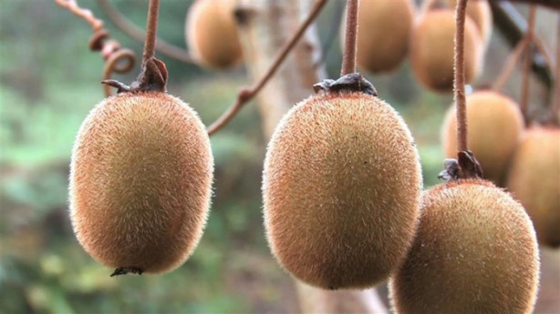 Foto - Günde 1 adet kivi yerseniz...