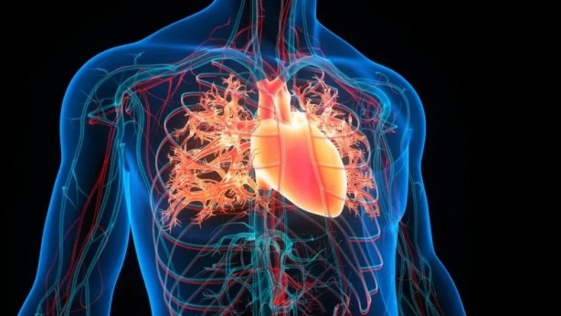 Foto - Günde 1 porsiyonu bağırsakları motor gibi çalıştırıyor! Enerji verip organları yeniliyor…