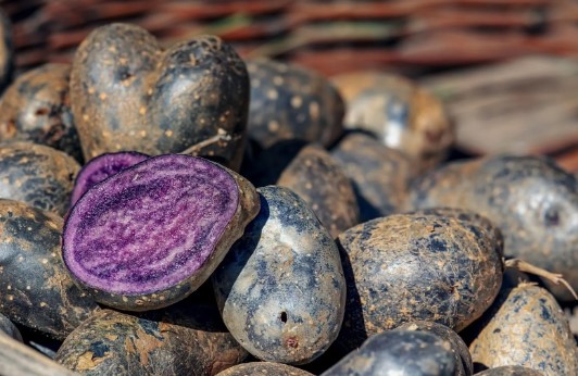 Foto - Günde 1 tane tüketmeniz yeter! İşte Japonların sağlıklı yaşam sırrı