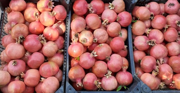 Foto - Günde 1 tane yiyen hastane yolu nedir bilmiyor! Tüm Türkiye bu meyvenin peşinde