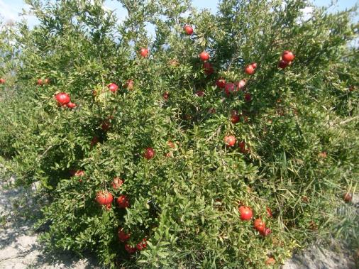 Foto - Günde 1 tane yiyen hastane yolu nedir bilmiyor! Tüm Türkiye bu meyvenin peşinde