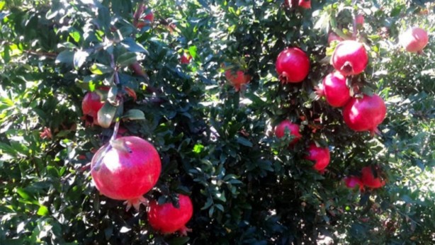 Foto - Günde 1 tane yiyen hastane yolu nedir bilmiyor! Tüm Türkiye bu meyvenin peşinde