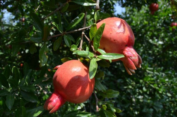 Foto - Günde 1 tane yiyen hastane yolu nedir bilmiyor! Tüm Türkiye bu meyvenin peşinde