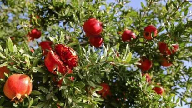 Foto - Günde 1 tane yiyen hastane yolu nedir bilmiyor! Tüm Türkiye bu meyvenin peşinde