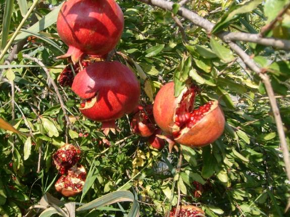 Foto - Günde 1 tane yiyen hastane yolu nedir bilmiyor! Tüm Türkiye bu meyvenin peşinde