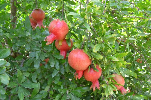 Foto - Günde 1 tane yiyen hastane yolu nedir bilmiyor! Tüm Türkiye bu meyvenin peşinde