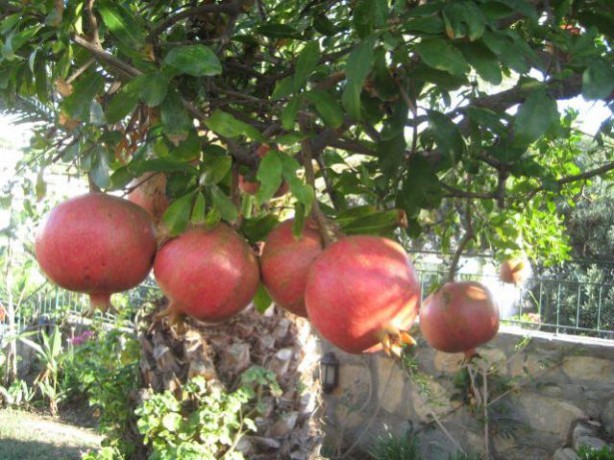 Foto - Günde 1 tane yiyen hastane yolu nedir bilmiyor! Tüm Türkiye bu meyvenin peşinde