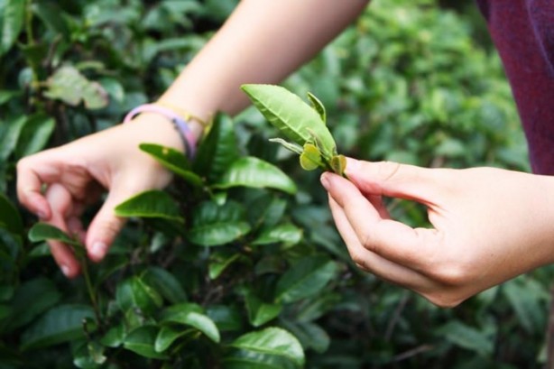 Foto - Günde 20 bardak çay içerseniz...