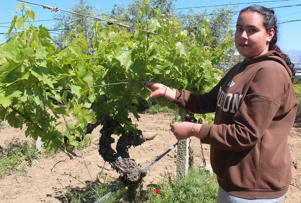 Foto - Günde 20 kilo bile toplayan var | Bırakın kendisini yapağı bile para basıyor