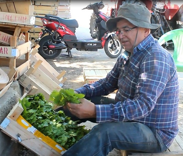 Foto - Günde 20 kilo bile toplayan var | Bırakın kendisini yapağı bile para basıyor