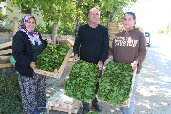 Foto - Günde 20 kilo bile toplayan var | Bırakın kendisini yapağı bile para basıyor